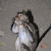 monkey_macaque_balinese_mf_ubud_v_1393_bal5114.jpg